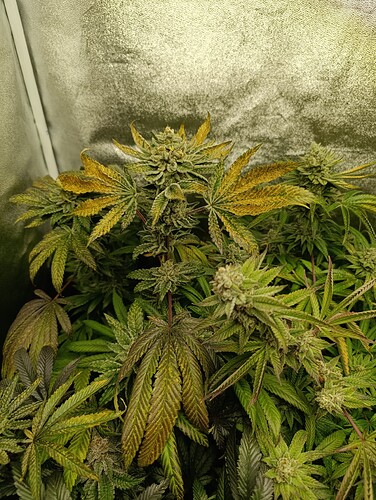 Growreport Bild 4