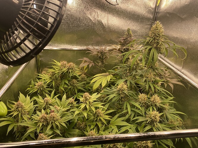 Growreport Bild 3