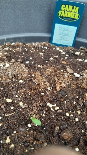 Growreport Bild 5