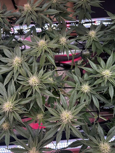 Growreport Bild 14