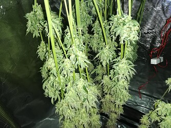 Growreport Bild 87