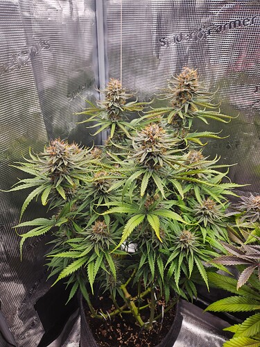 Growreport Bild 30