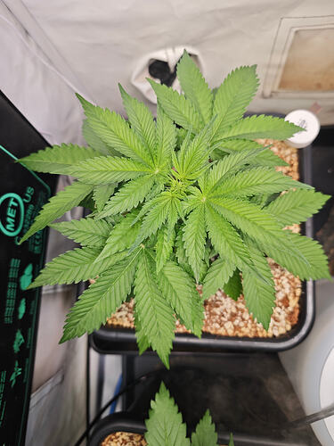 Growreport Bild 40