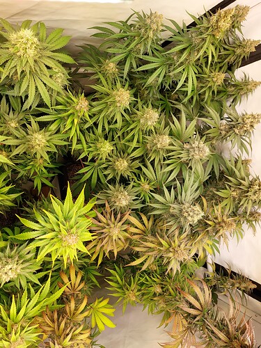 Growreport Bild 1