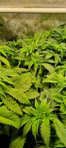 Growreport Bild 9