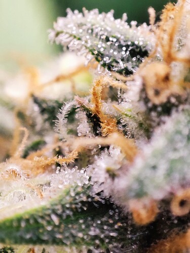 Growreport Bild 24