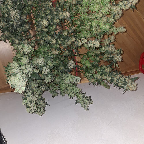 Growreport Bild 13