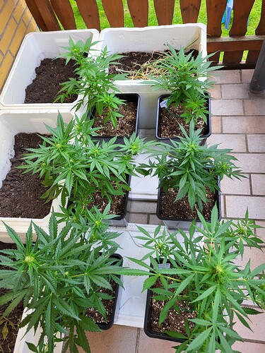 Growreport Bild 1