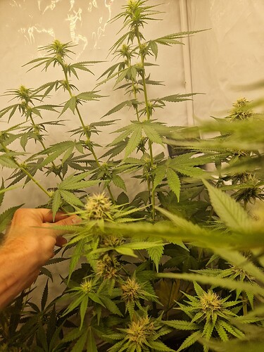 Growreport Bild 8