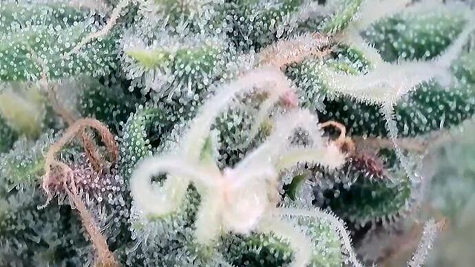 Growreport Bild 20