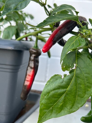 Growreport Bild 24