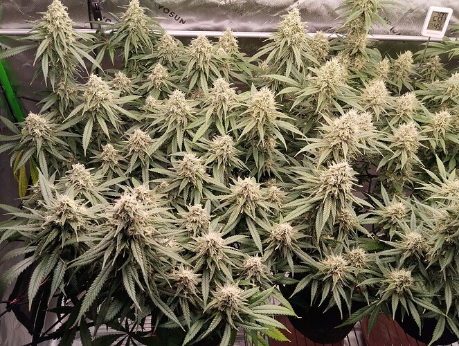 Growreport Bild 2