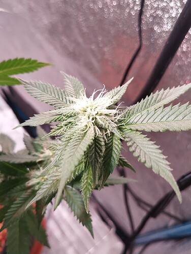 IMG_20250203_203737 - Kopie