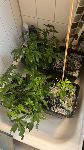 Growreport Bild 2