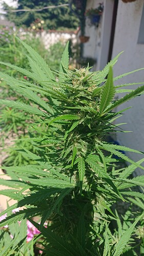 Growreport Bild 4