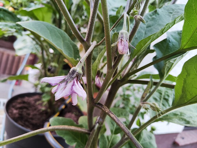 Growreport Bild 28