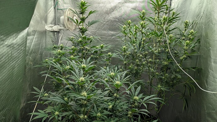 Growreport Bild 7