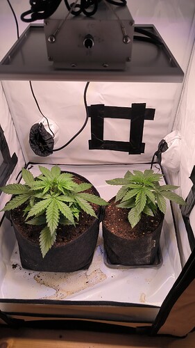 Growreport Bild 3