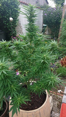 Growreport Bild 19