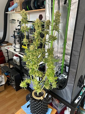Growreport Bild 11
