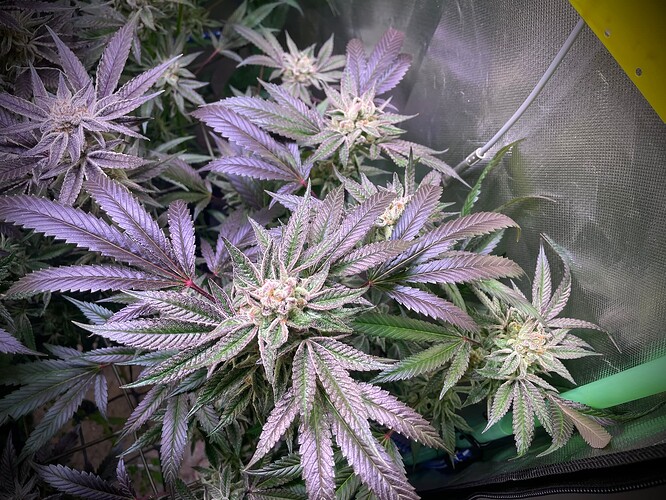 Growreport Bild 7