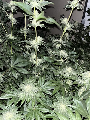 Growreport Bild 9
