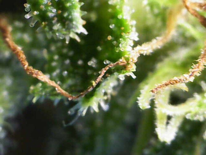 Growreport Bild 23