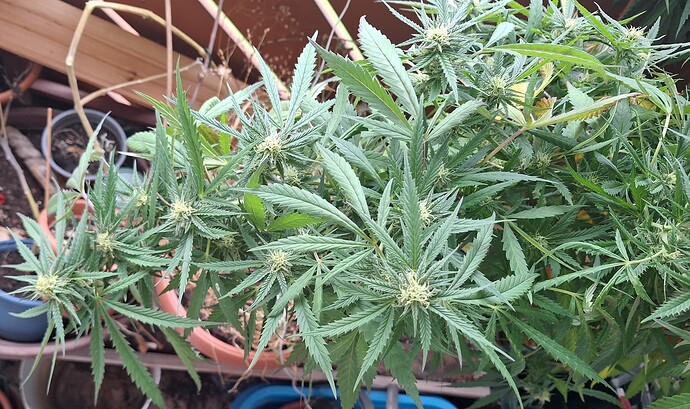 Growreport Bild 2