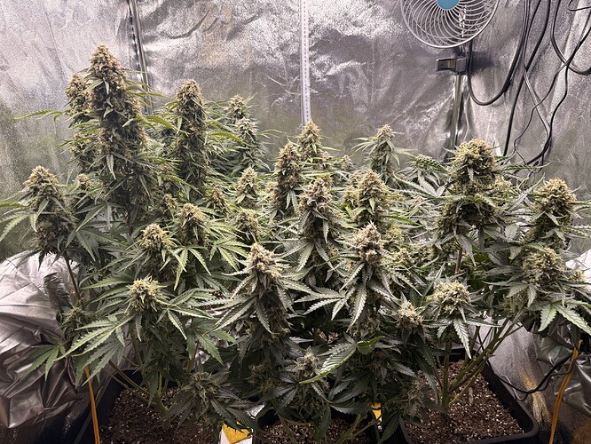 Growreport Bild 1