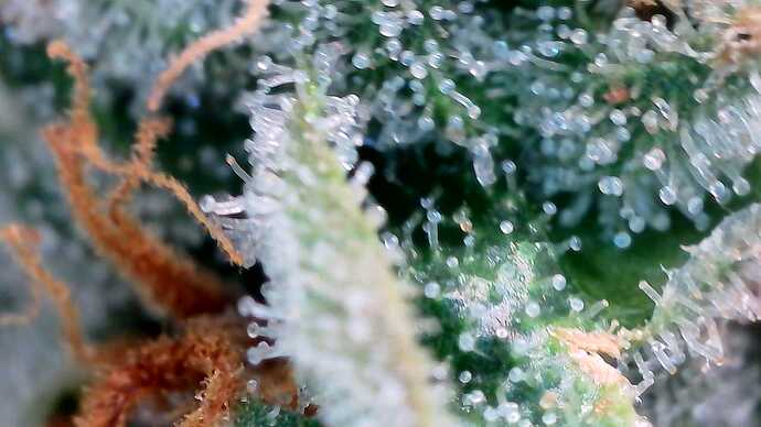 Growreport Bild 29