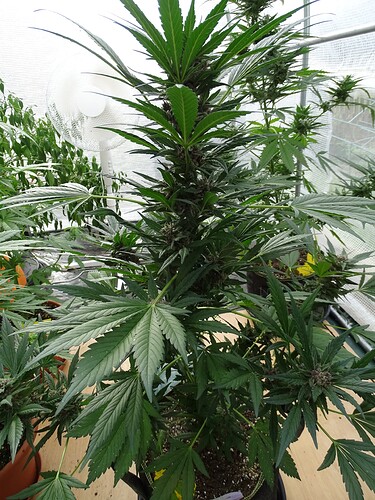 Growreport Bild 7