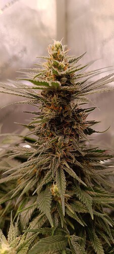 Growreport Bild 7