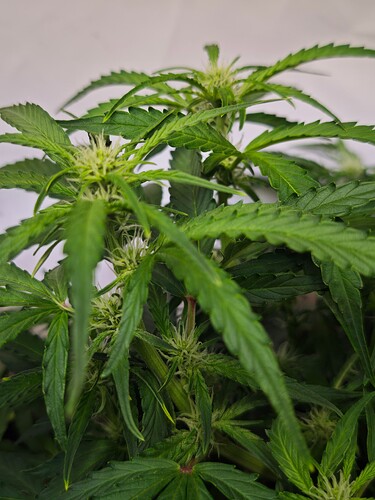 MVIMG_20251022_164937