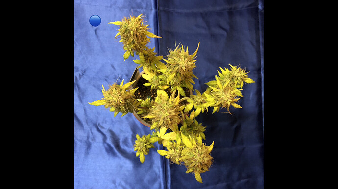 Growreport Bild 6