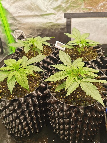 Growreport Bild 3