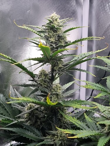 Growreport Bild 6