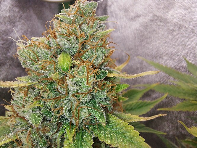 Growreport Bild 5