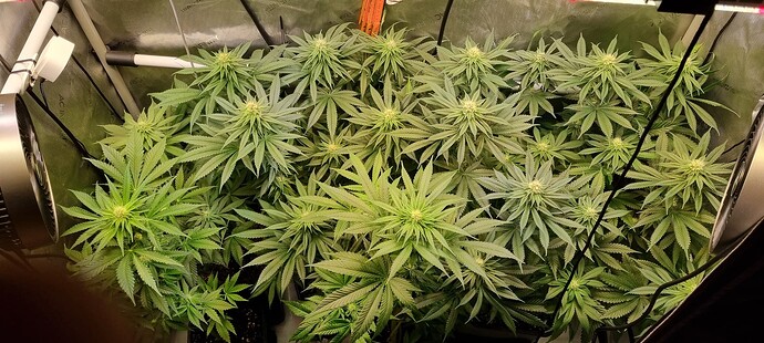 Growreport Bild 17