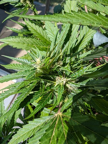 PXL_20240609_083549924