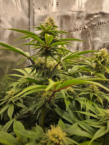 Growreport Bild 26