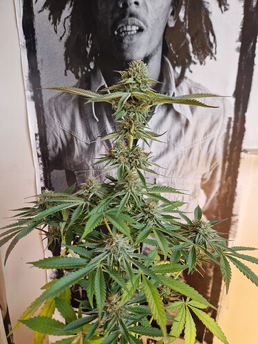 Growreport Bild 2