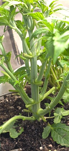 Growreport Bild 7
