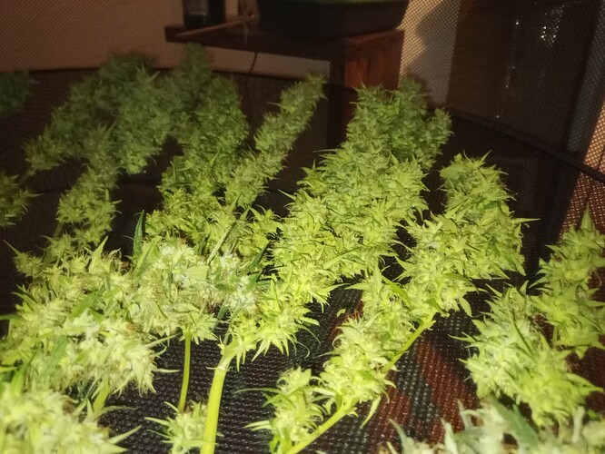 Growreport Bild 9