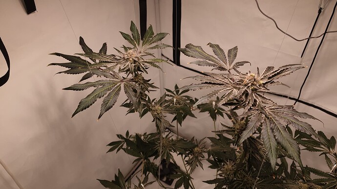 Growreport Bild 4