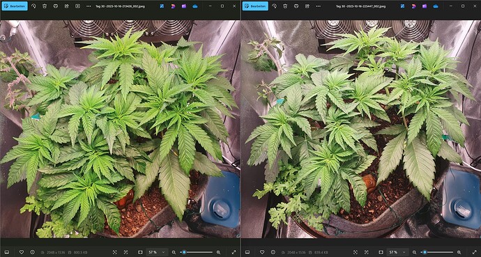 Growreport Bild 3