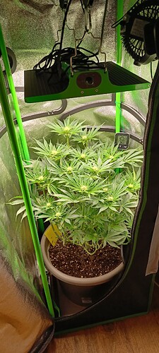 Growreport Bild 7