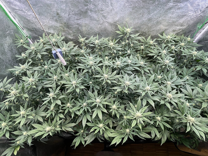 Growreport Bild 34