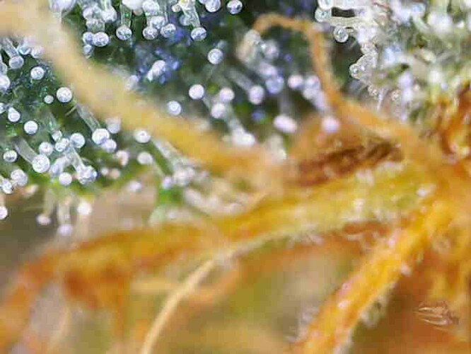 Growreport Bild 26