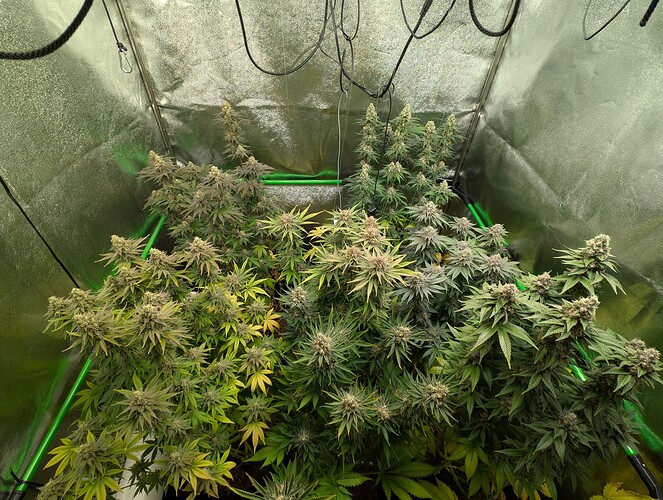 Growreport Bild 2