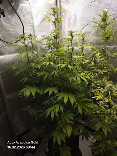 Eine blühende Cannabis-Pflanze in einem Growzelt, identifiziert als Maya.